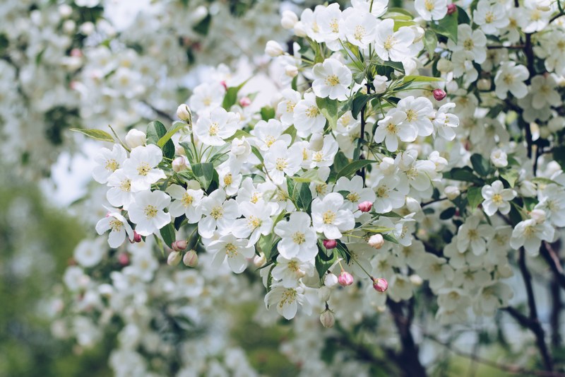 white flowers and pink buds on tree branches, tree blossoming in white 4k