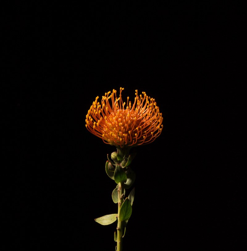 flower dark black and orange hd, 4k