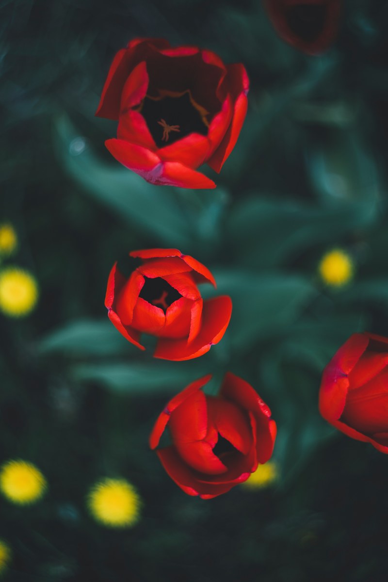 an overhead shot of red tulips opening up to take in the sun, red tulips opening in the morning 4k
