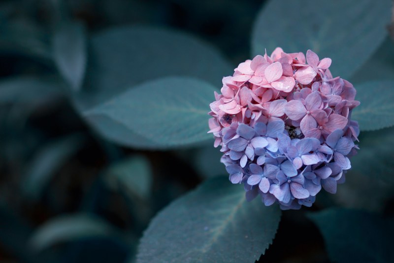wallpaper flower wallpapers flower background and floral background 4k