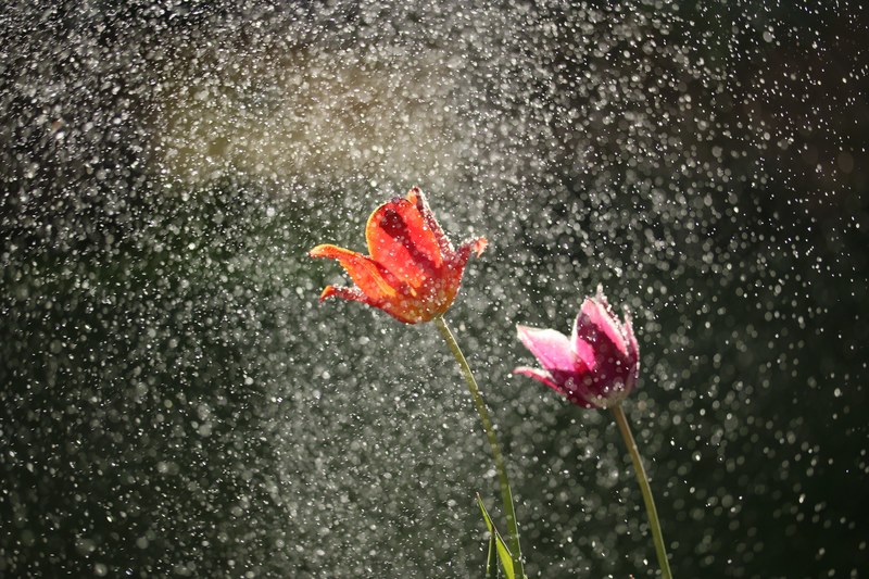 two tulips surrounded by a mist of tiny water droplets, spring showers 4k