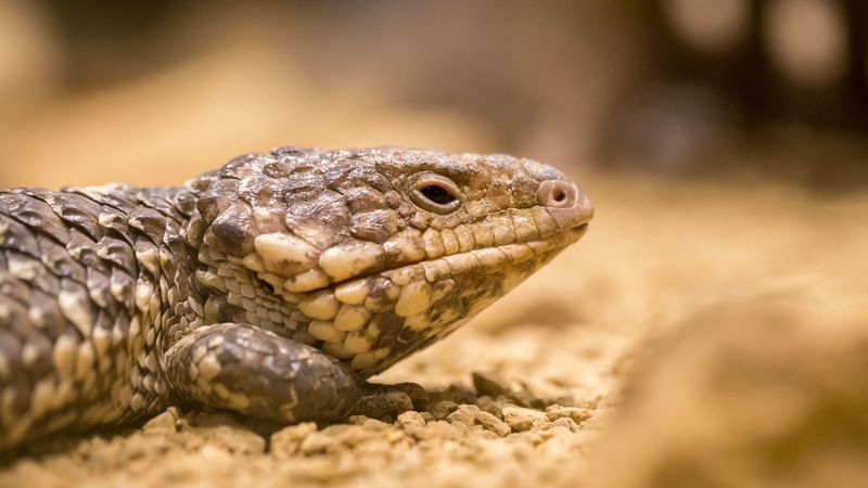 lizard, reptile, color, close-up, 4k