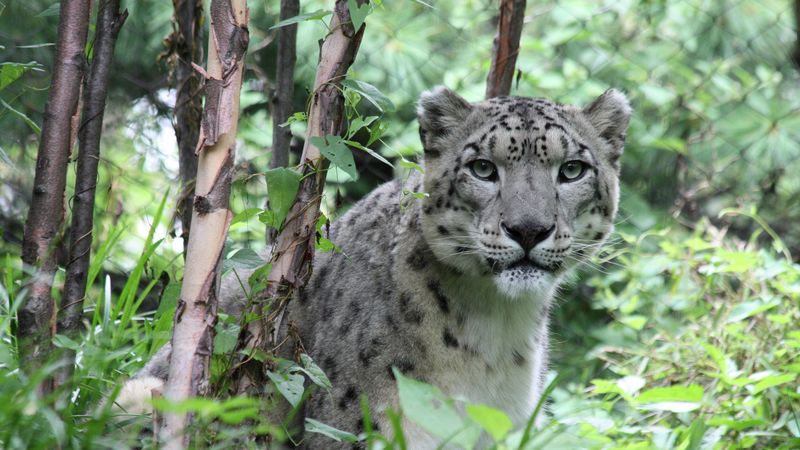 snow leopard, predator, big cat, 4k
