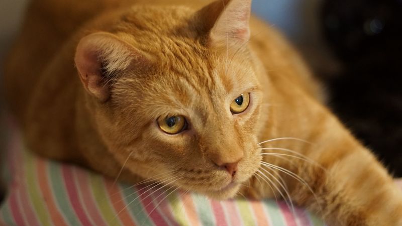 ginger cat, cat, lying, muzzle, 4k