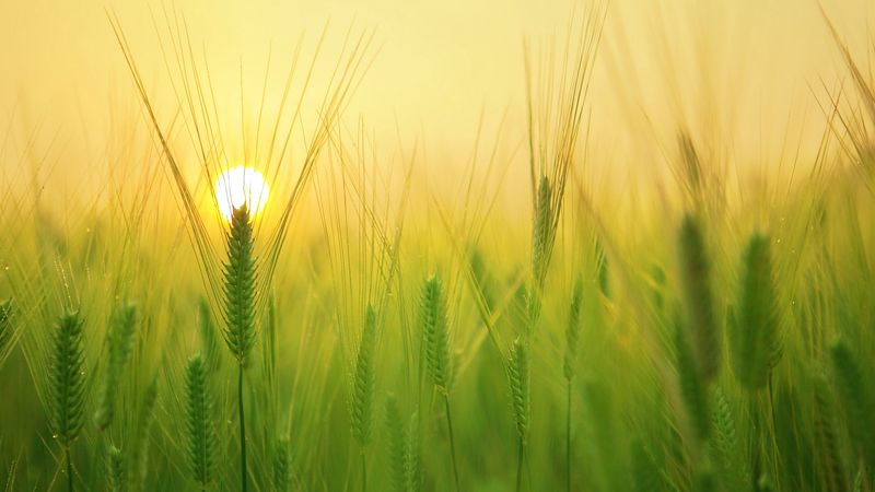 barley, field, sun, 4k