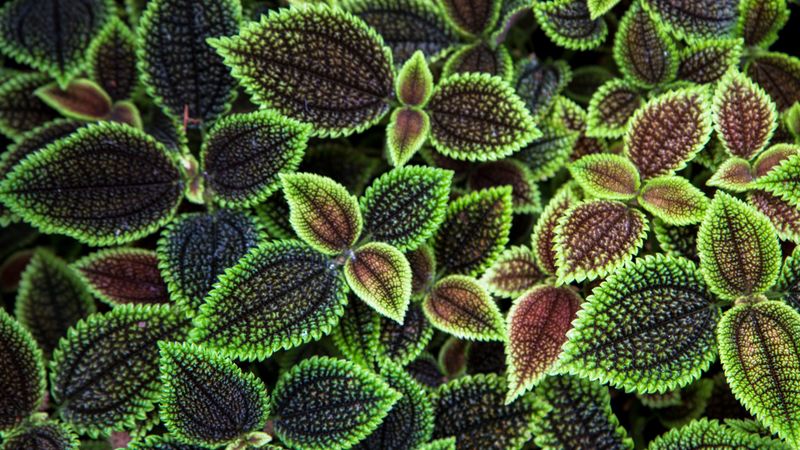 leaves, texture, surface, ribbed, 4k