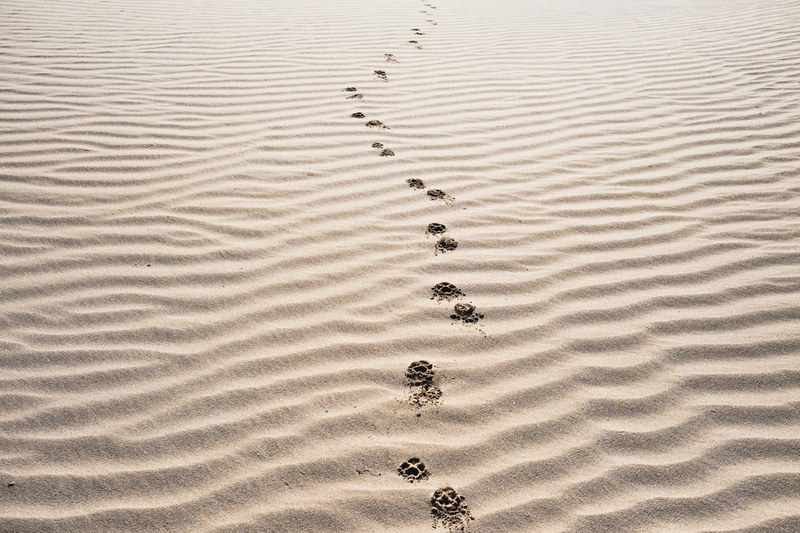 sand footprint tracks and footstep 4k