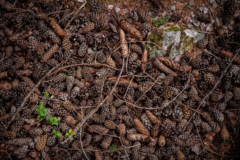 pinecone branches ground and stick 4k