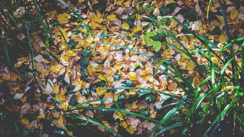 yellow and brown autumn leaves on the ground, small autumn leaves 4k