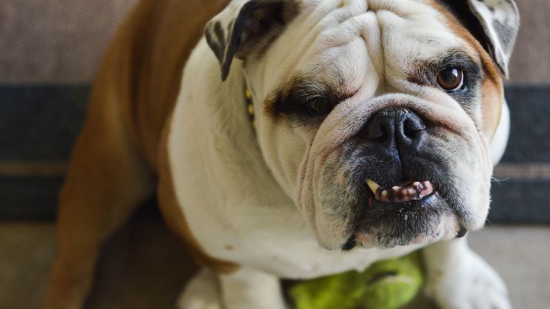 bulldog, dog, face, teeth, 4k