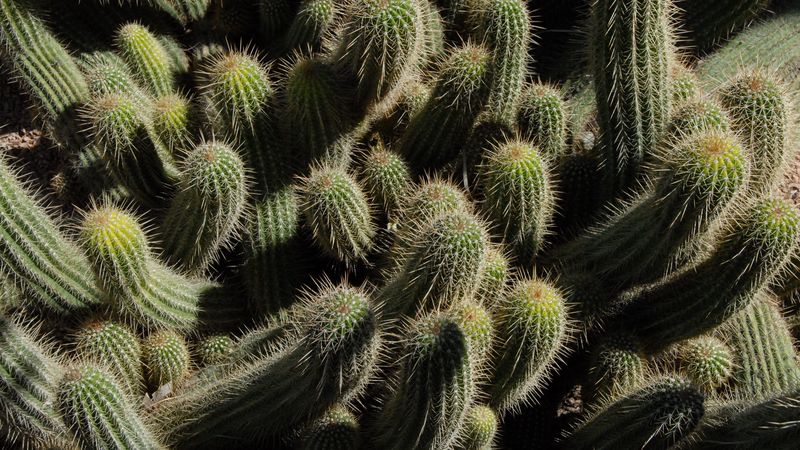 cactus, plants, spines, 4k