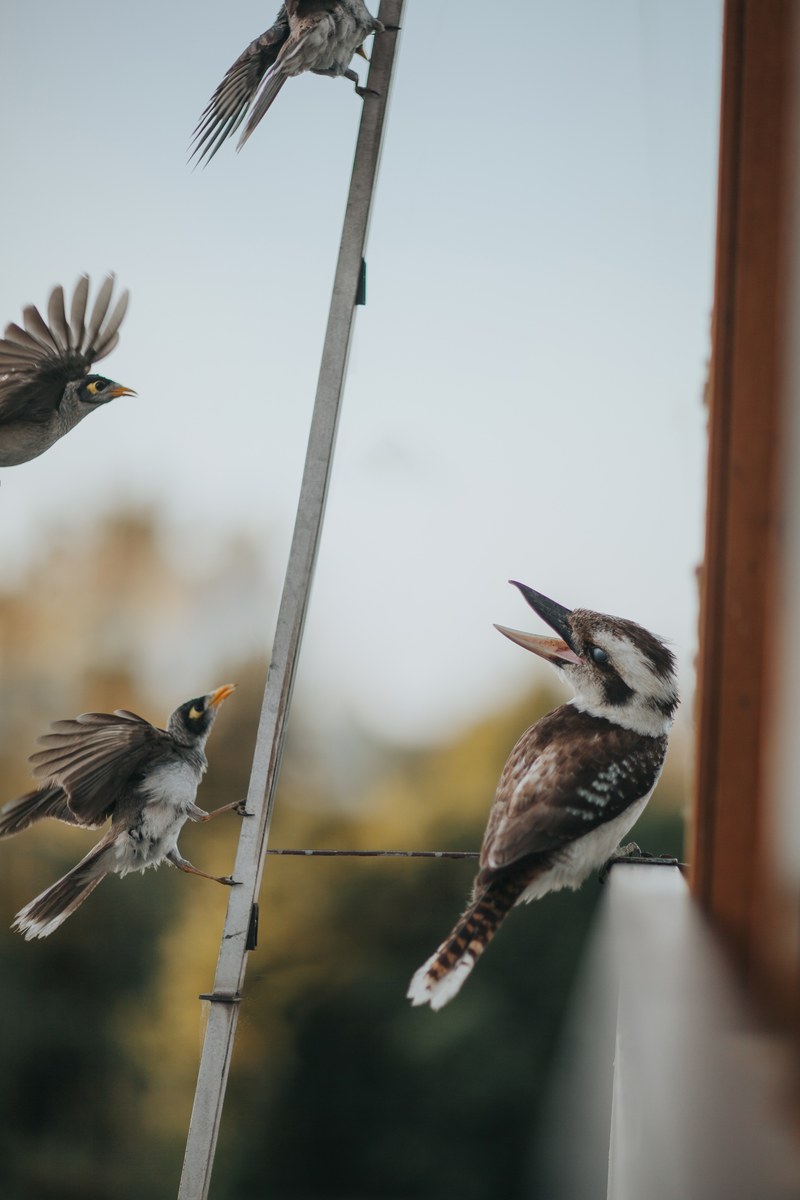 the pecking order 4k