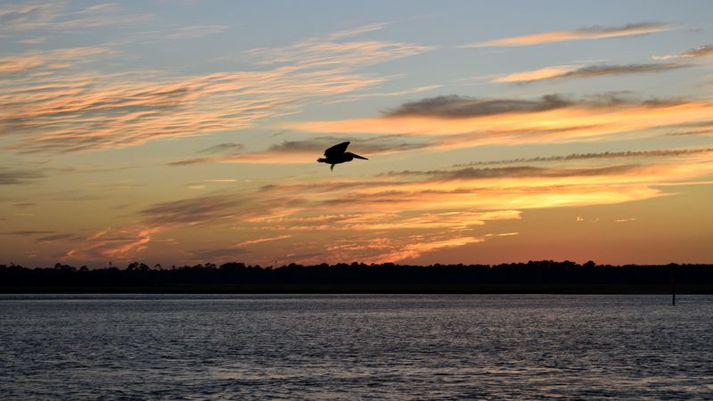 pelican, bird, flight, lake, sunset, 4k