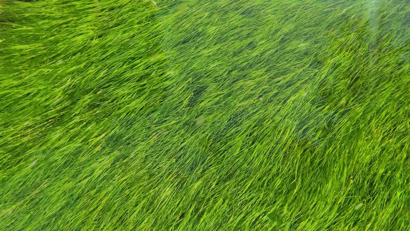 a top view of green grass filling the entire frame, green grass texture 4k