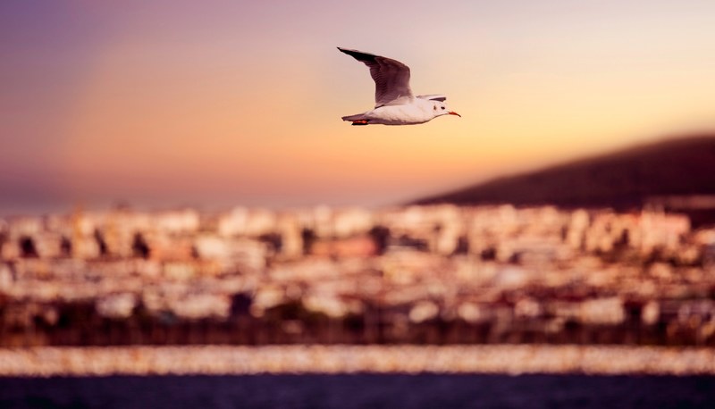 bird seagull flying bird and flying 4k