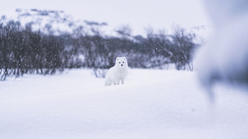 scribe, beast, snow, white, 4k