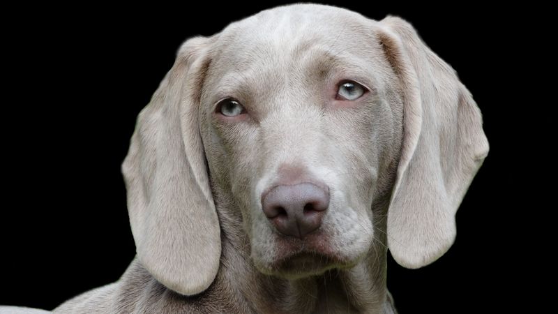 weimaraner, dog, muzzle, eyes, 4k