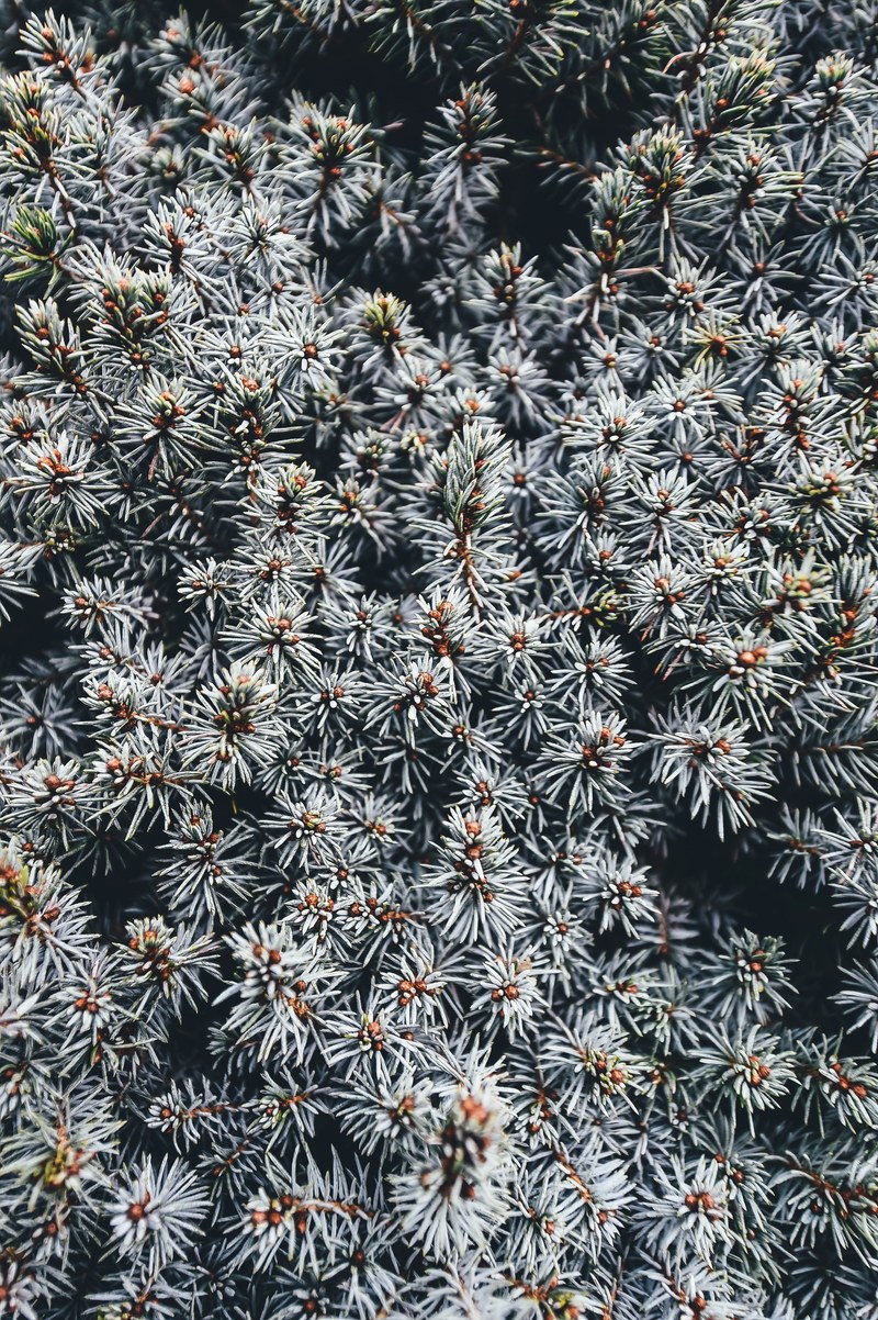a top view of the prickly branches of a pine tree in romsey, pine needles in romsey 4k