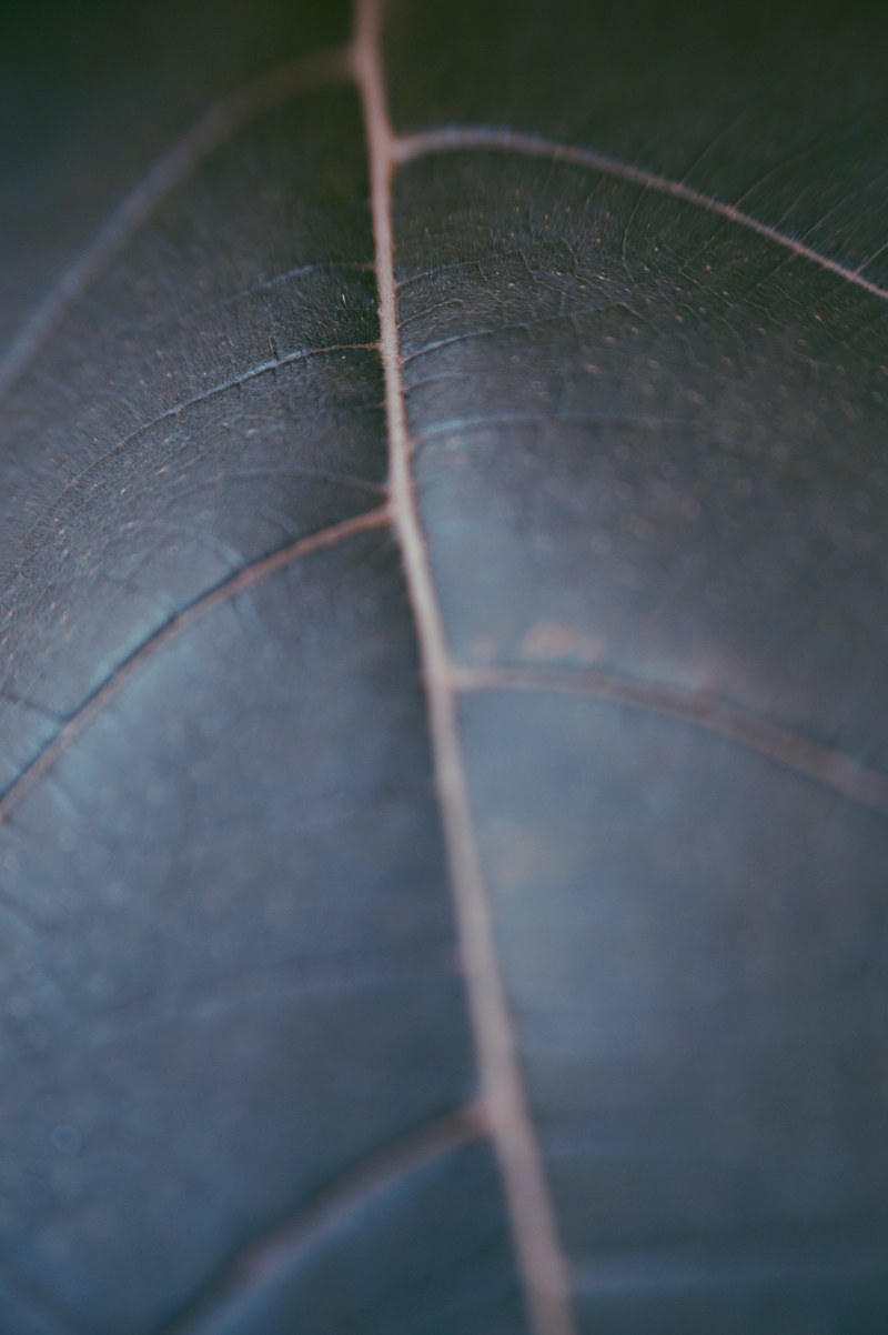 details of veins on a large leaf, plant closeup 4k