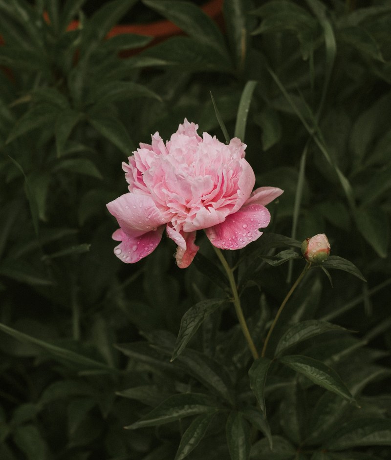 a pink peony flower covered in waterdrops, peonies 2 4k