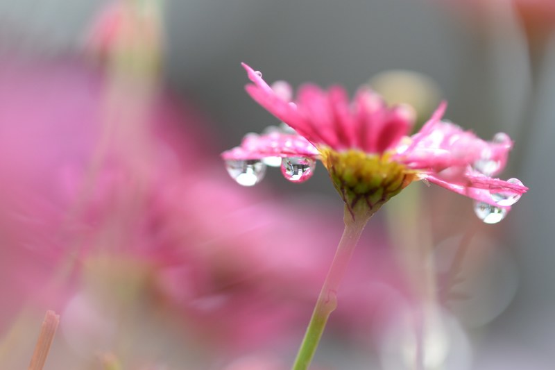 droplets of dew hanging from the petals of a pink flower, droplets on a pink flower 4k