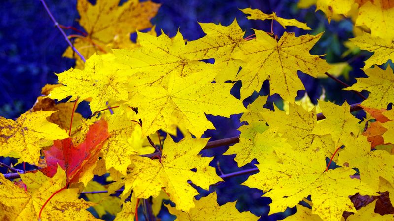 maple, leaves, fall, fallen, yellow, 4k