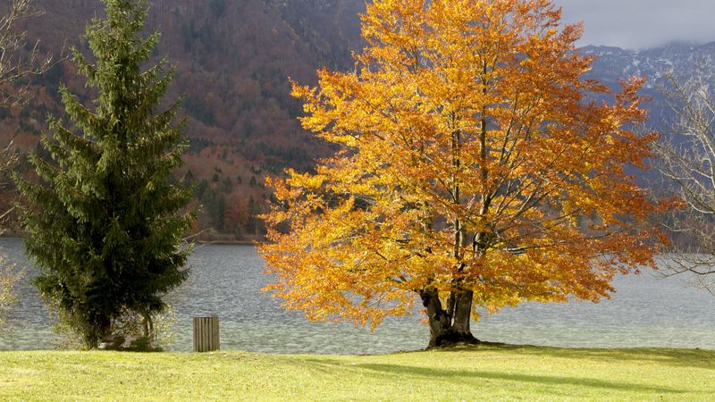 trees, mountains, lake, grass, 4k