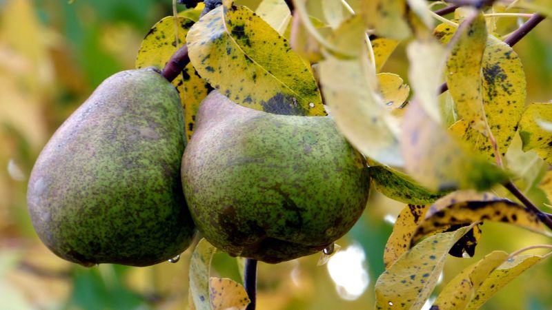 pear, pair, twigs, straw, autumn, 4k