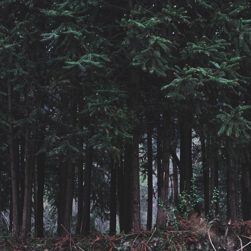tree forest wood and branch 4k