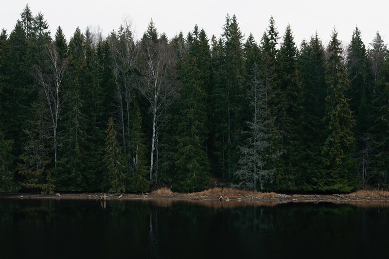 an evergreen forest on the shore of a still lake, swedish forest 4k