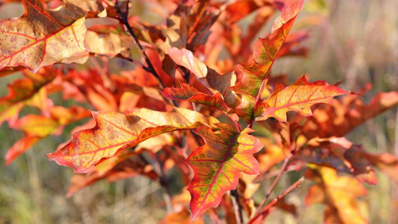 autumn, foliage, branches, 4k