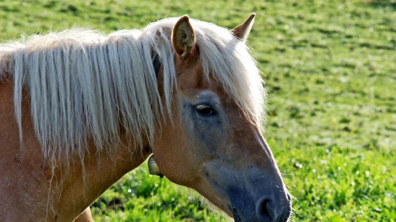 horse, head, mane, grass, 4k