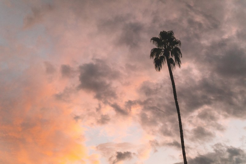 tree palm tree sunset and cloud 4k