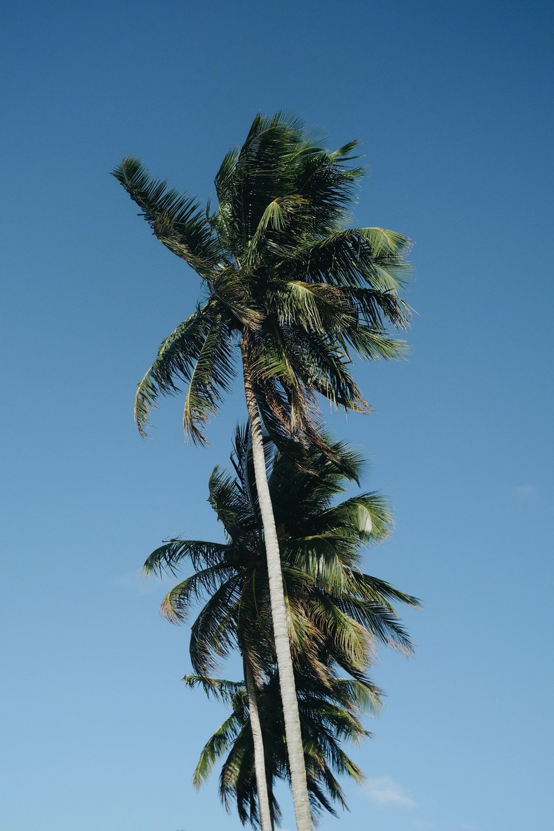 palm palm tree tropical and tree hd, 4k