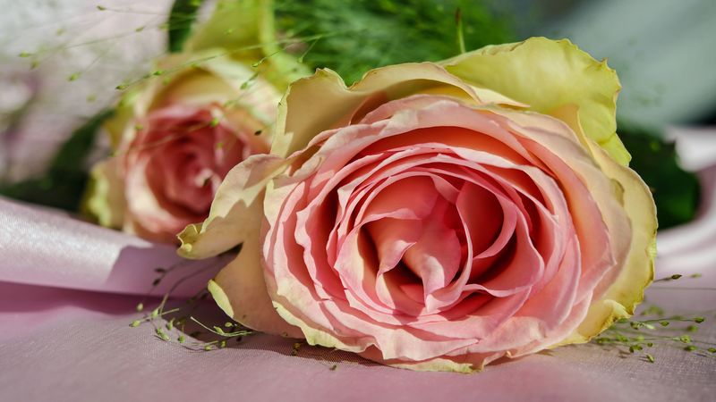 rose, bud, petals, pink, 4k