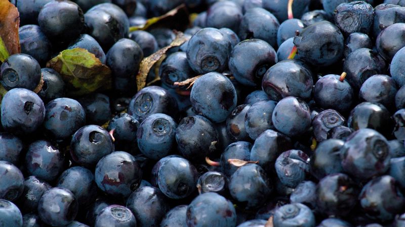 blueberry, berry, ripe, tasty, 4k