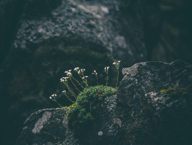 tiny white flowers on thin stems growing on a mossy rock, flowers on a mossy rock 4k
