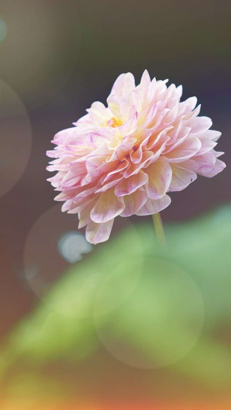 a blossoming pink flower leaning towards the sun, sunlit pink flower 4k