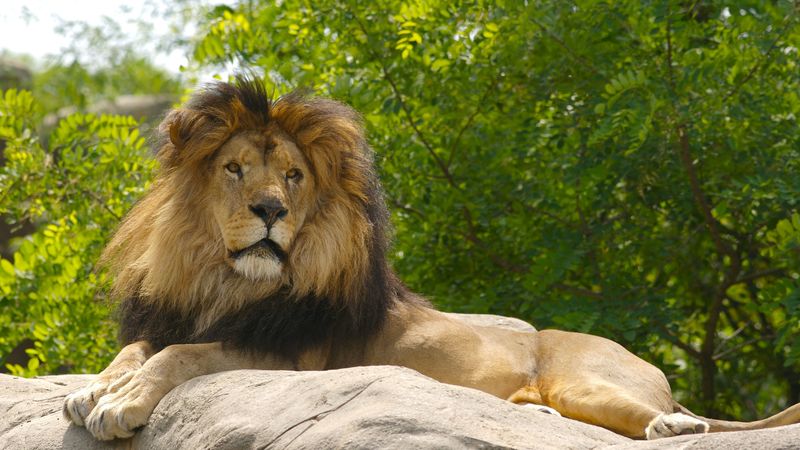 lion, paws, king of beasts, 4k