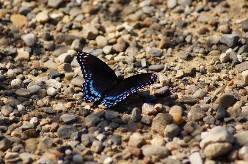 butterfly gravel black butterfly and insect 4k