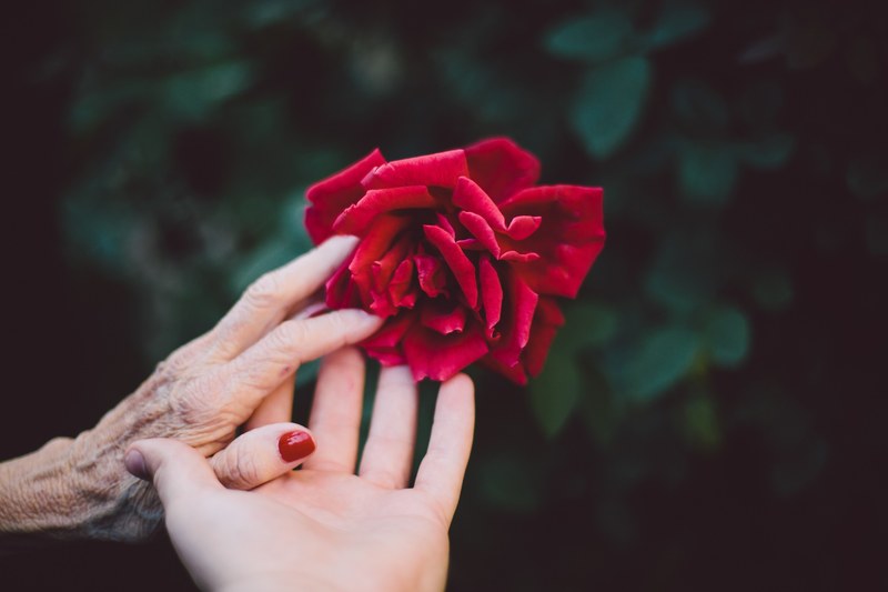 hands of a young woman and old woman meet gently to touch a rose, touching the rose 4k