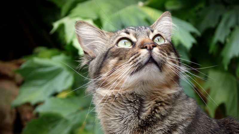 cat, muzzle, fluffy, gaze, up, 4k
