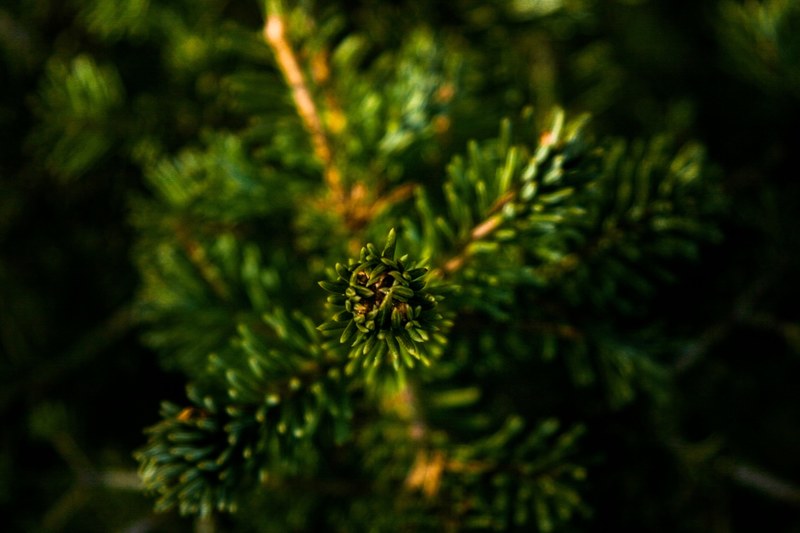a macro shot of a lush green branch of a coniferous tree, green conifer branch 4k