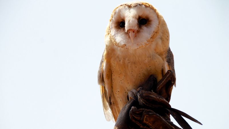 owl, bird, sitting, predator, 4k