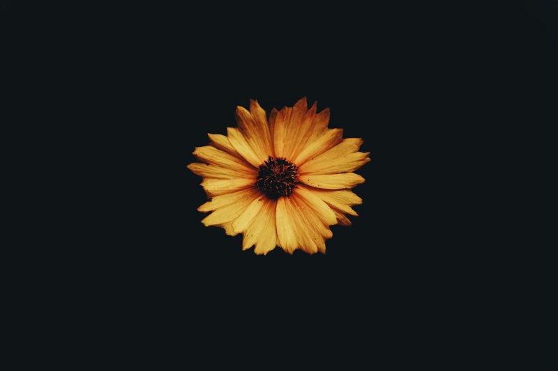 flower yellow black background and simplicity 4k