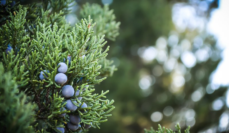 a close up of a bunch of juniper berries on a branch, juniper berries 4k
