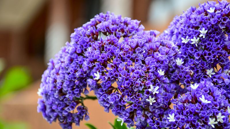 bouquet, flower, purple, 4k