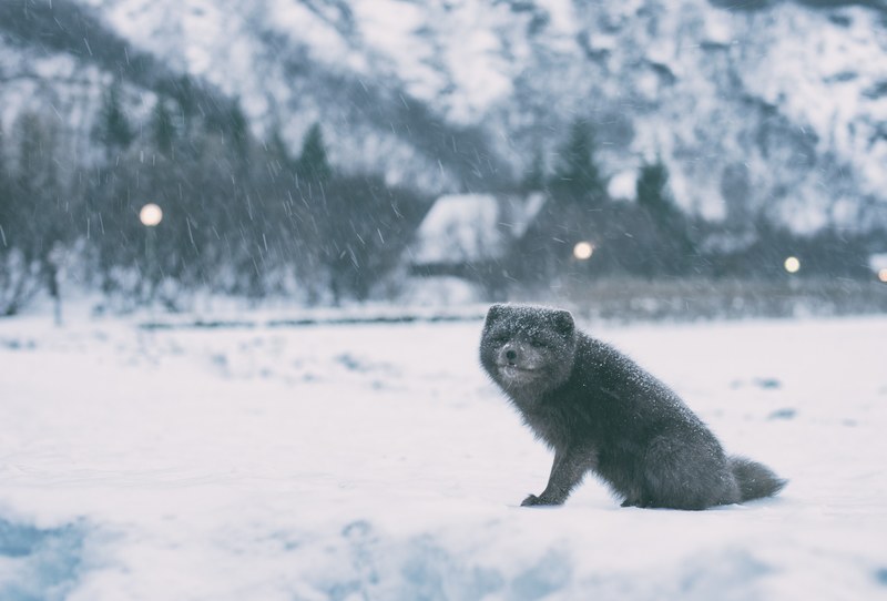 happy arctic fox smiles in the snow, up on snow 4k