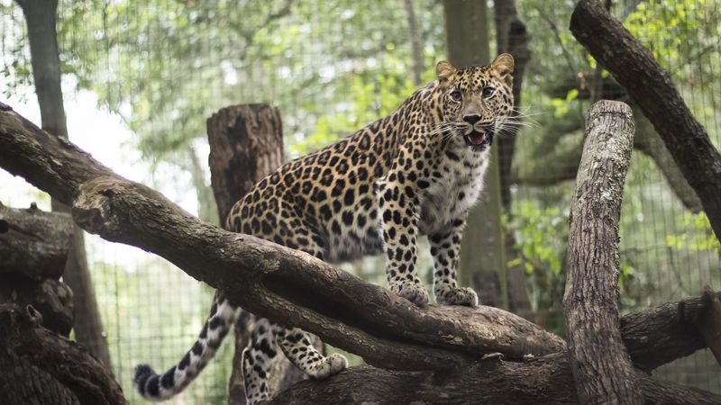 leopard, wild cat, predator, zoo, 4k