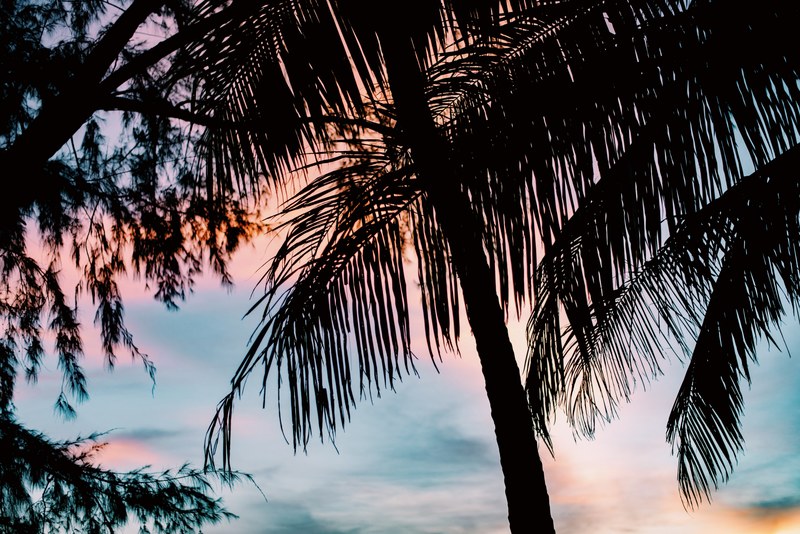 the silhouette of a palm tree in front of a blue pink and orange sunset, koh chang sunsets 4k